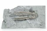 Fossil Crinoid (Scytalocrinus) - Crawfordsville, Indiana #358059-1